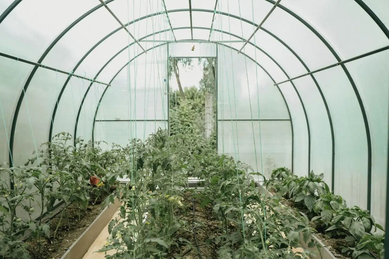 水溶肥在西南地区经济作物种植中的应用效果与方案设计