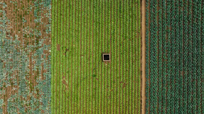 水溶肥滴灌方案设计：西南地区经济作物施肥技术要点正文配图 2