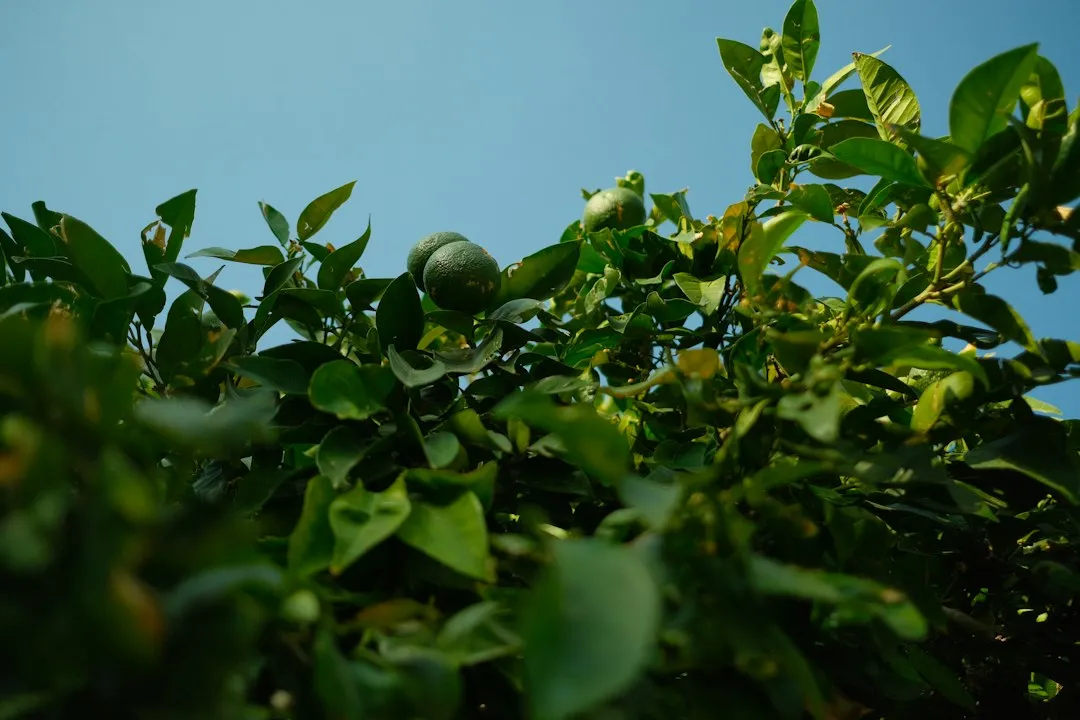 有机肥料与复合肥的区别及在四川农业种植中的选用建议